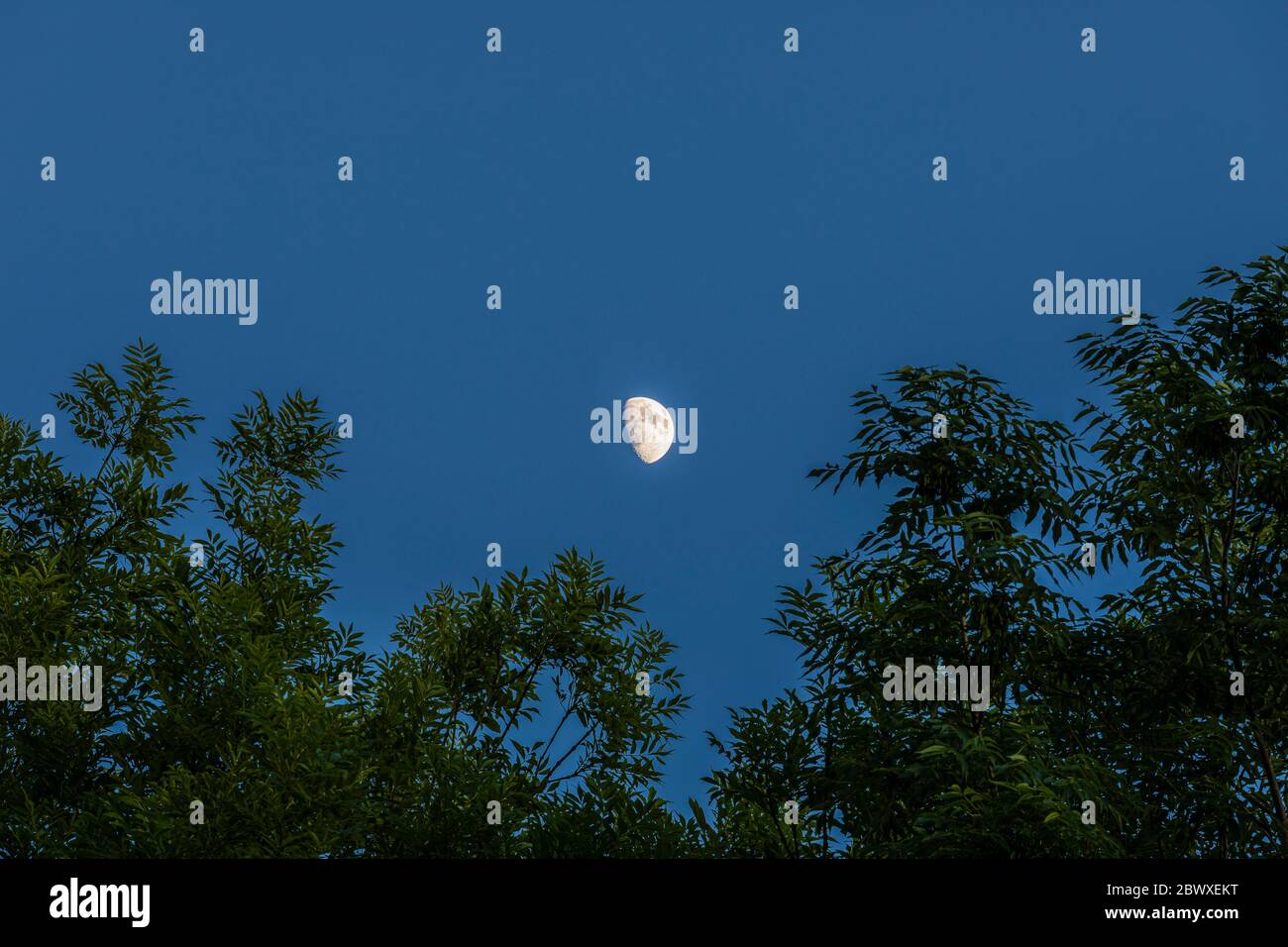 Waxing Gibbous Behind Trees Stock Photo
