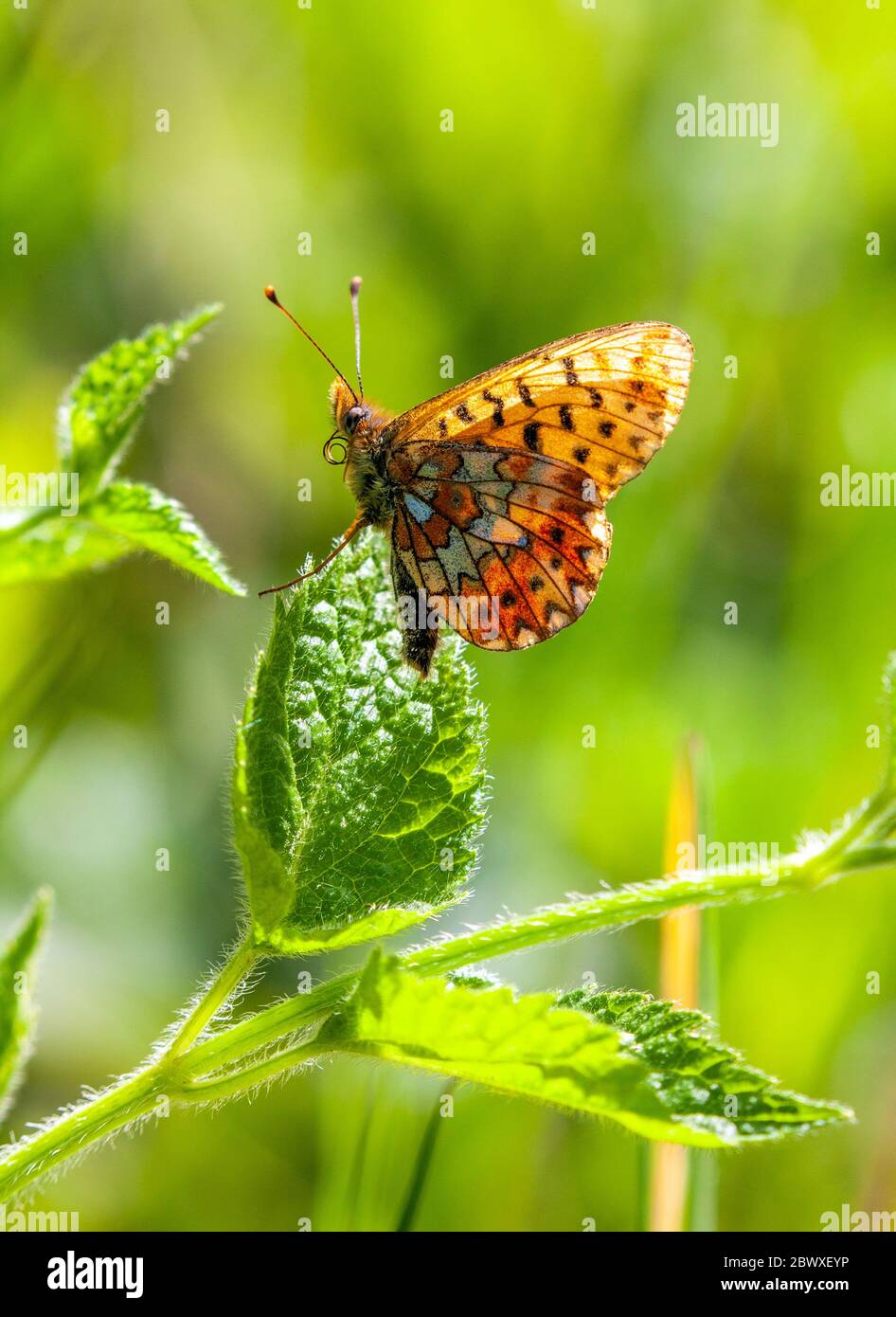 Small Pearl-bordered Fritillary Boloria selene butterfly in the Wyre Forest woodland Worcestershire England UK Stock Photo
