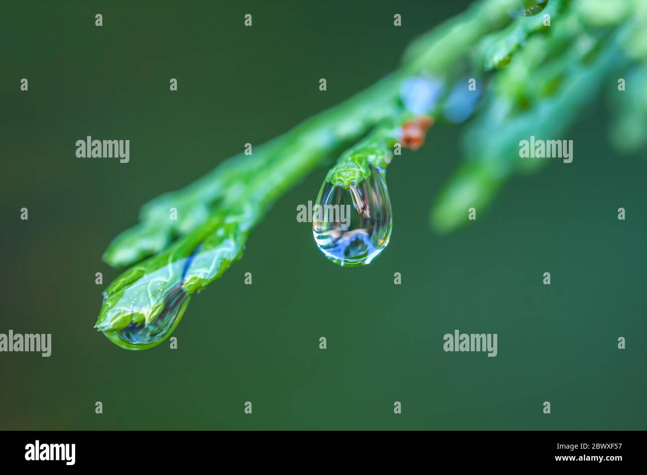 Water droplet on the incense cedar foliage. Stock Photo