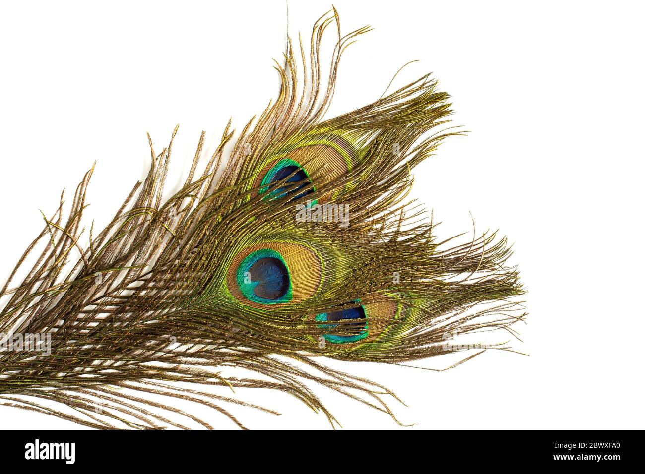 Several peacock feathers on white background. Symbol of beauty, balance, third eye, perception, immortality. Close up Stock Photo