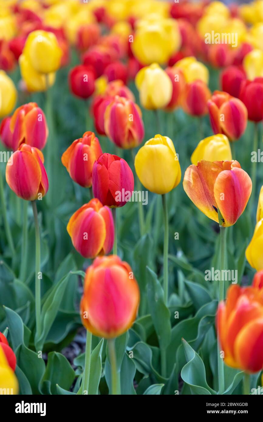 Closeup beautiful spring pink tulips hi-res stock photography and ...