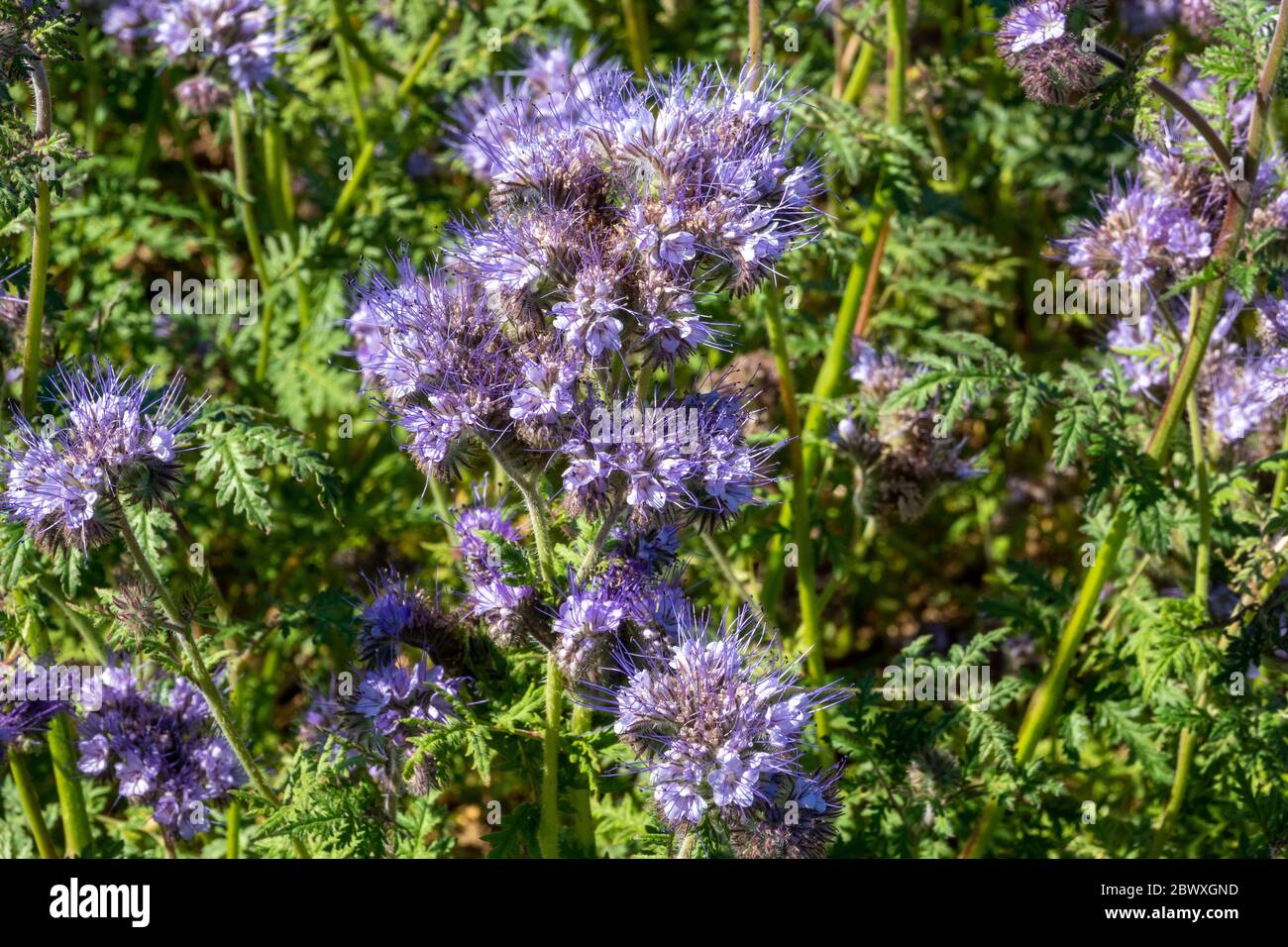 A small area of of Phacelia showing plant heads and leaves Stock Photo