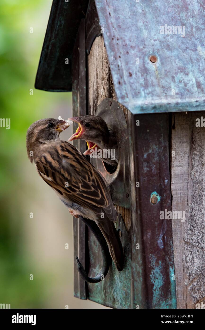 Baby Sparrows in a bird house being fed by an attentive mother. Stock Photo