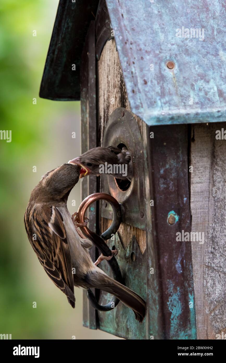 Baby Sparrows in a bird house being fed by an attentive mother. Stock Photo