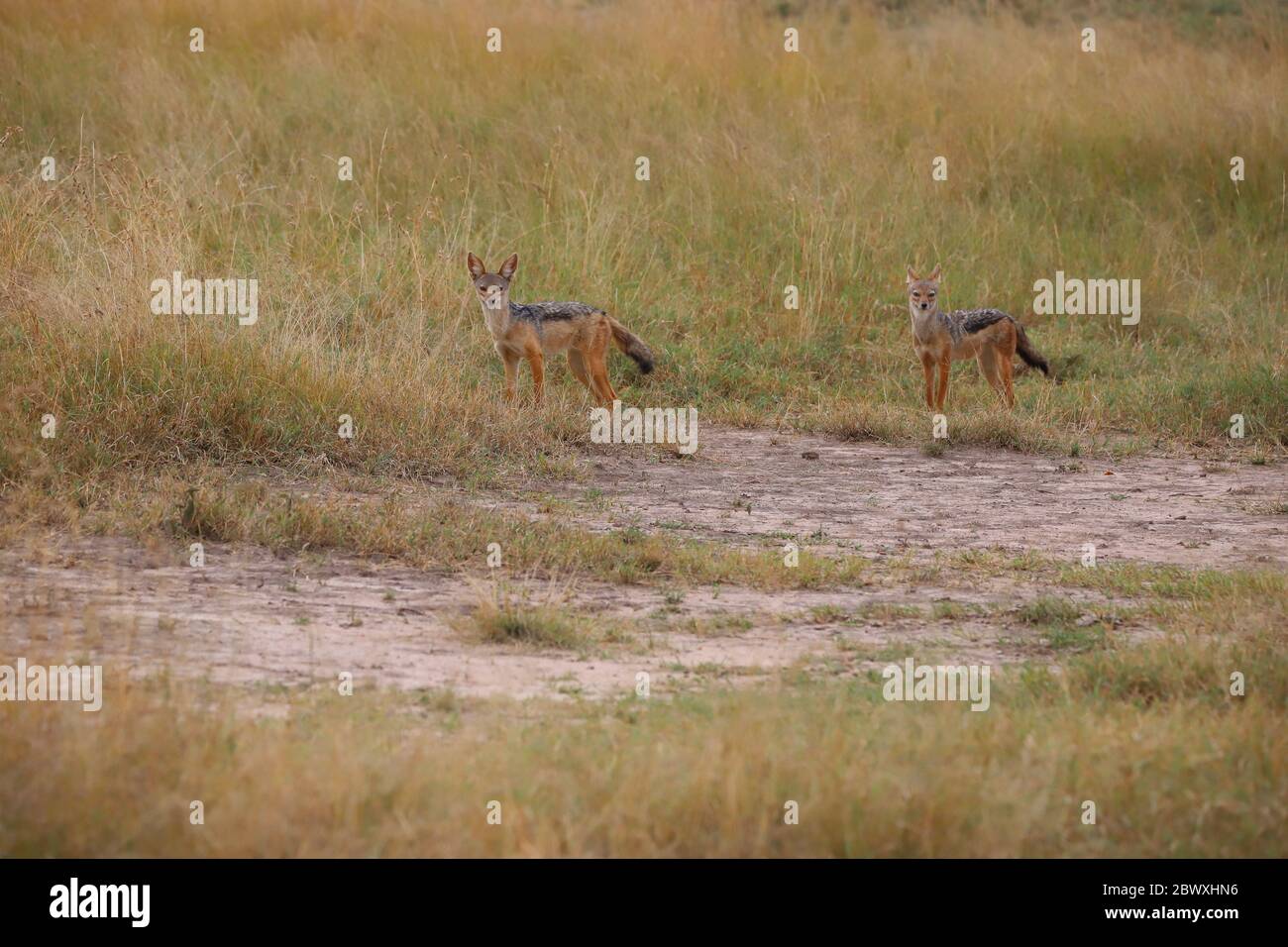 Two black-backed jackals in the kenyan savannah Stock Photo