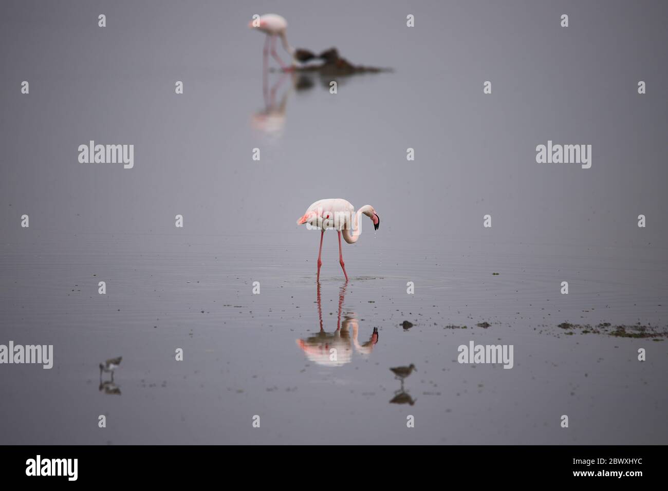 Two flamingos and some other birds are reflecting in the water. Stock Photo