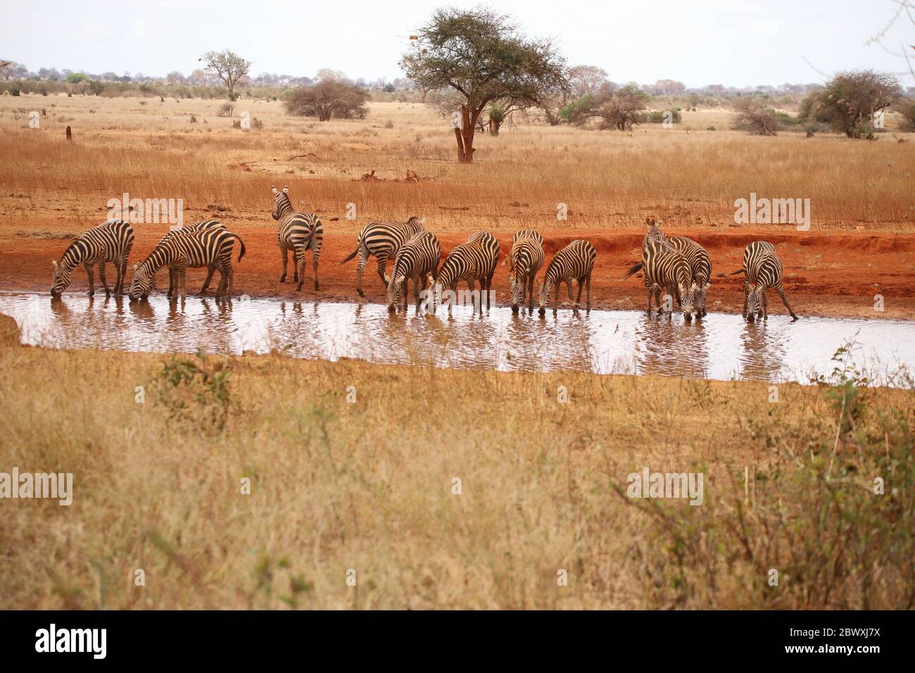 Zebras at the waterhole in Ngutuni sancturary Stock Photo