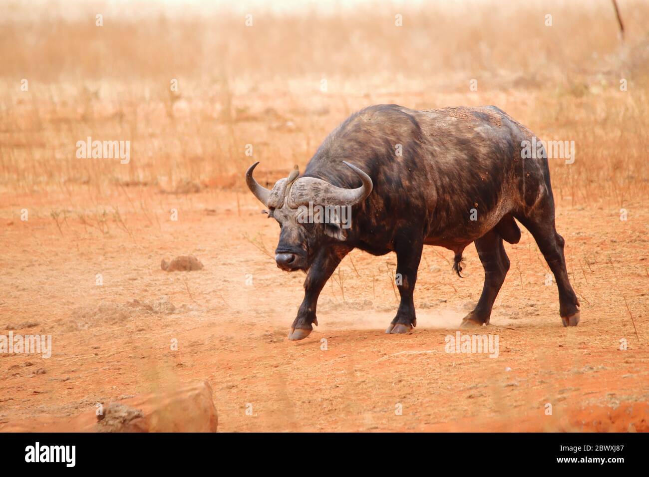 Cape buffalo in Ngutuni game reserve Stock Photo