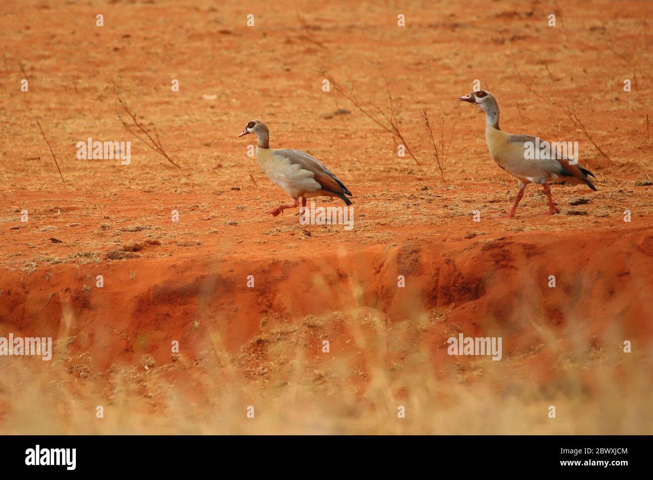 Two egyptian geese in Kenya Stock Photo Alamy