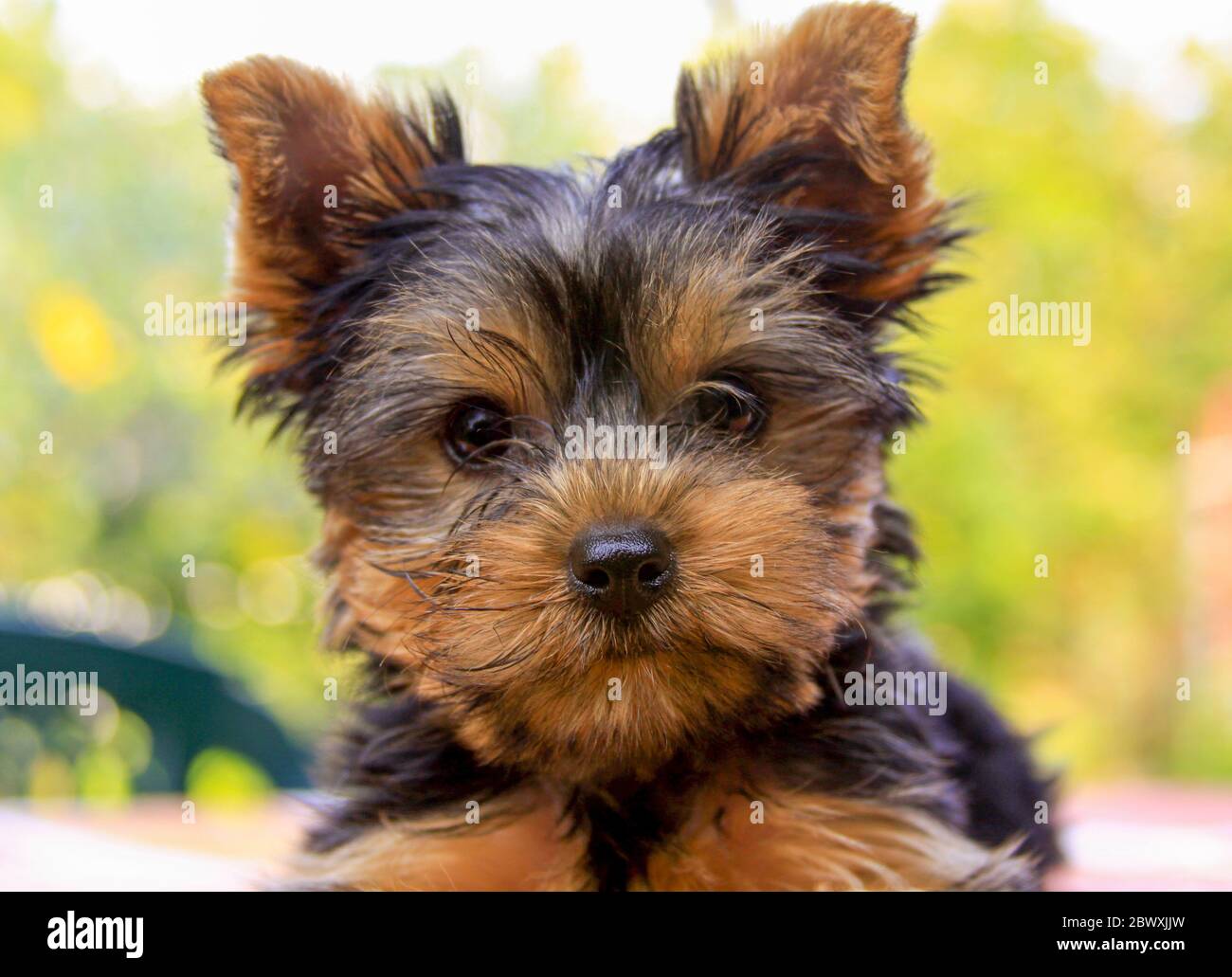 Cute yorkie hi res stock photography and images Alamy
