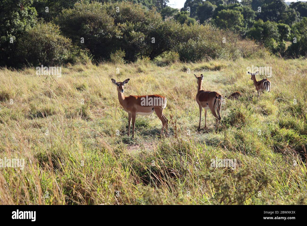Group of female Impalas in the Masai Mara Stock Photo