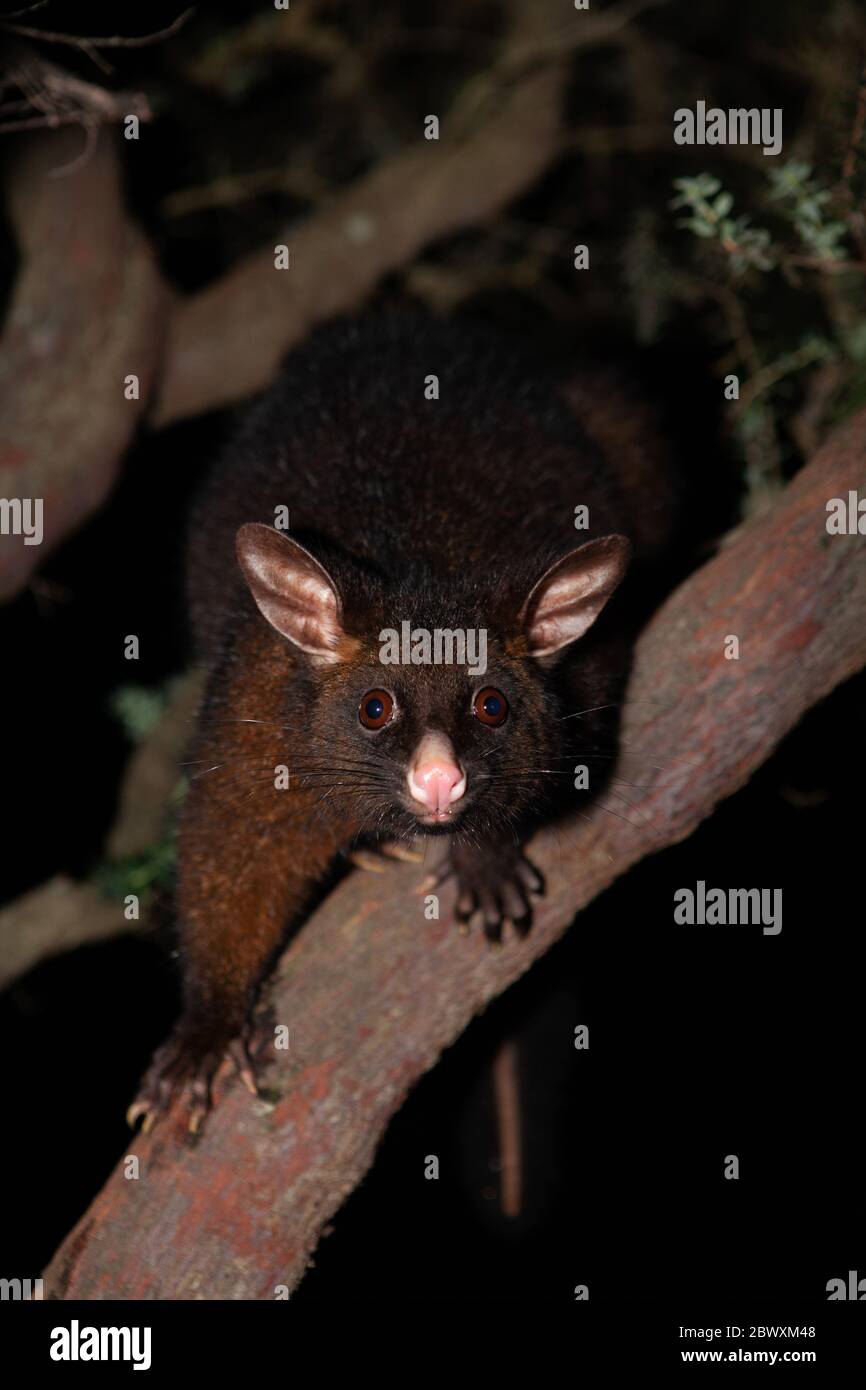 Australian nocturnal animals hires stock photography and images Alamy