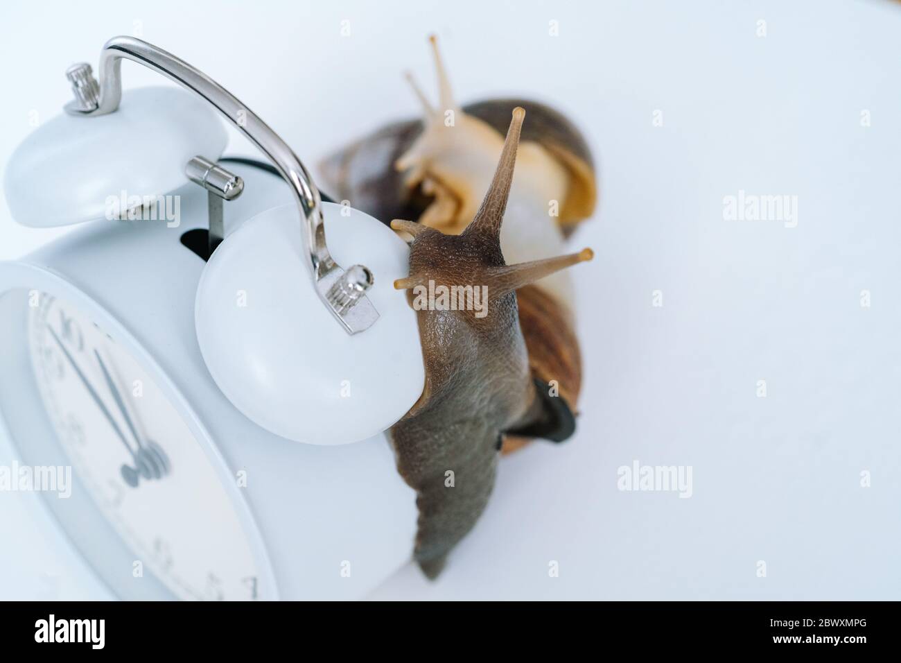 Dark achatina snail with dark shell crawling near white alarm clock on ...