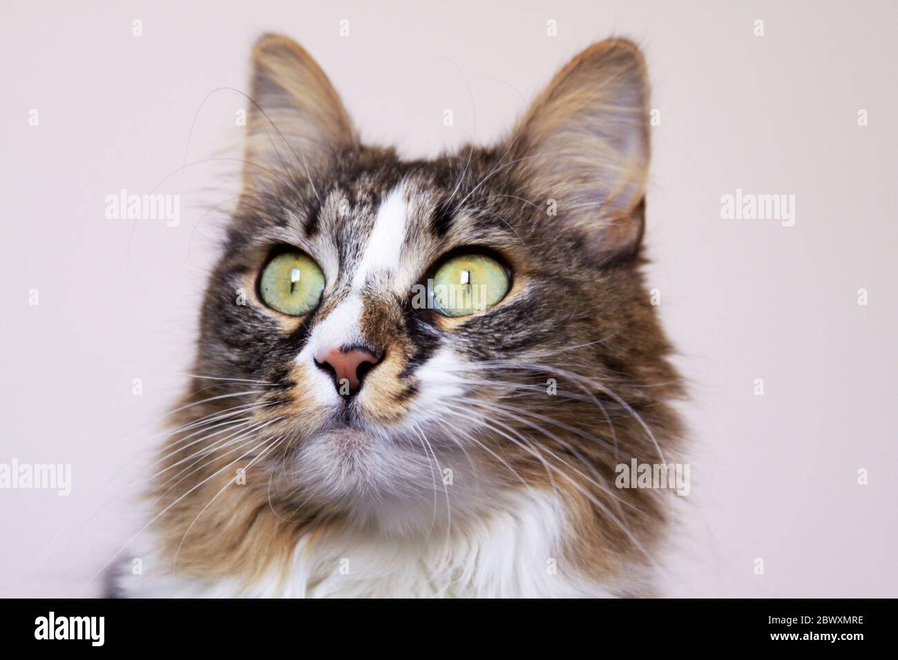 Isolated cat green eyes fixed stare portrait Stock Photo