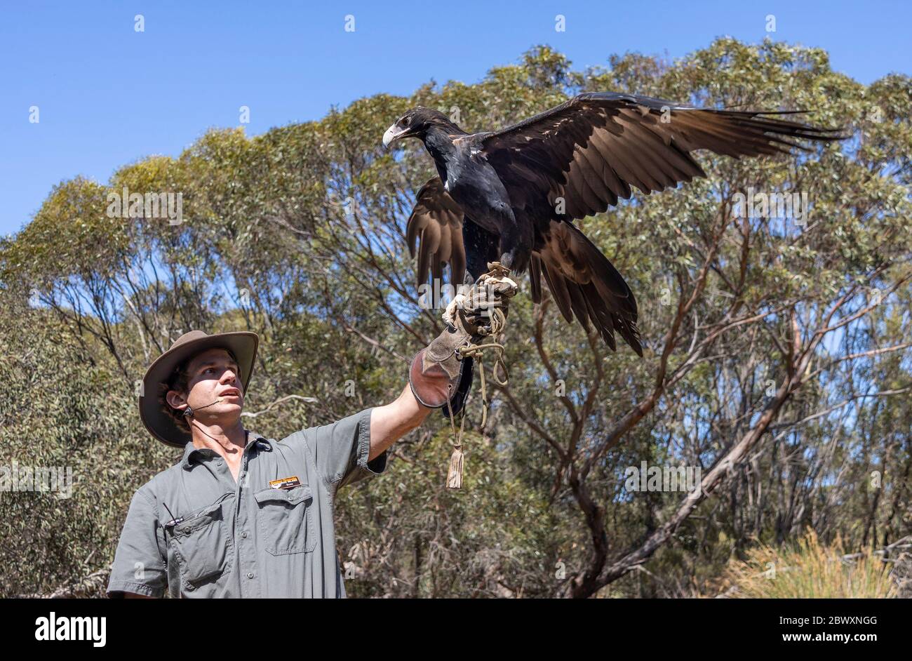 wildbird kangaroo carry