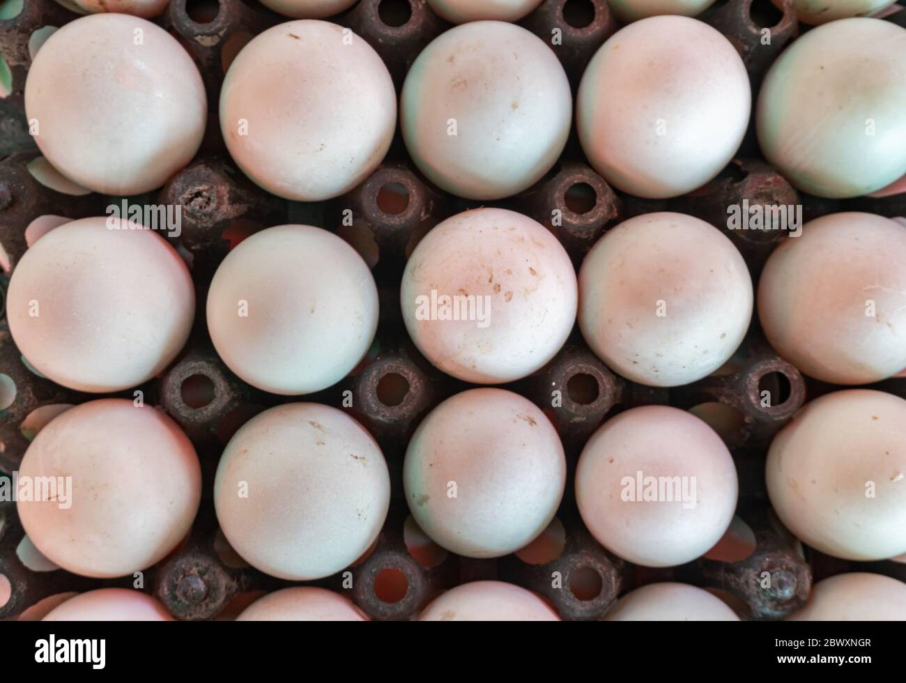 fresh duck eggs on an egg container Stock Photo
