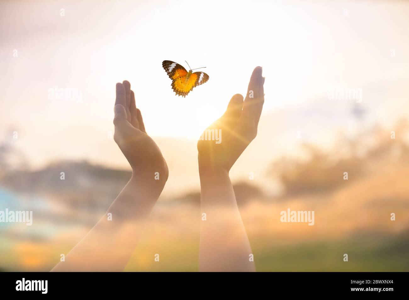 The girl frees the butterfly from  moment Concept of freedom Stock Photo