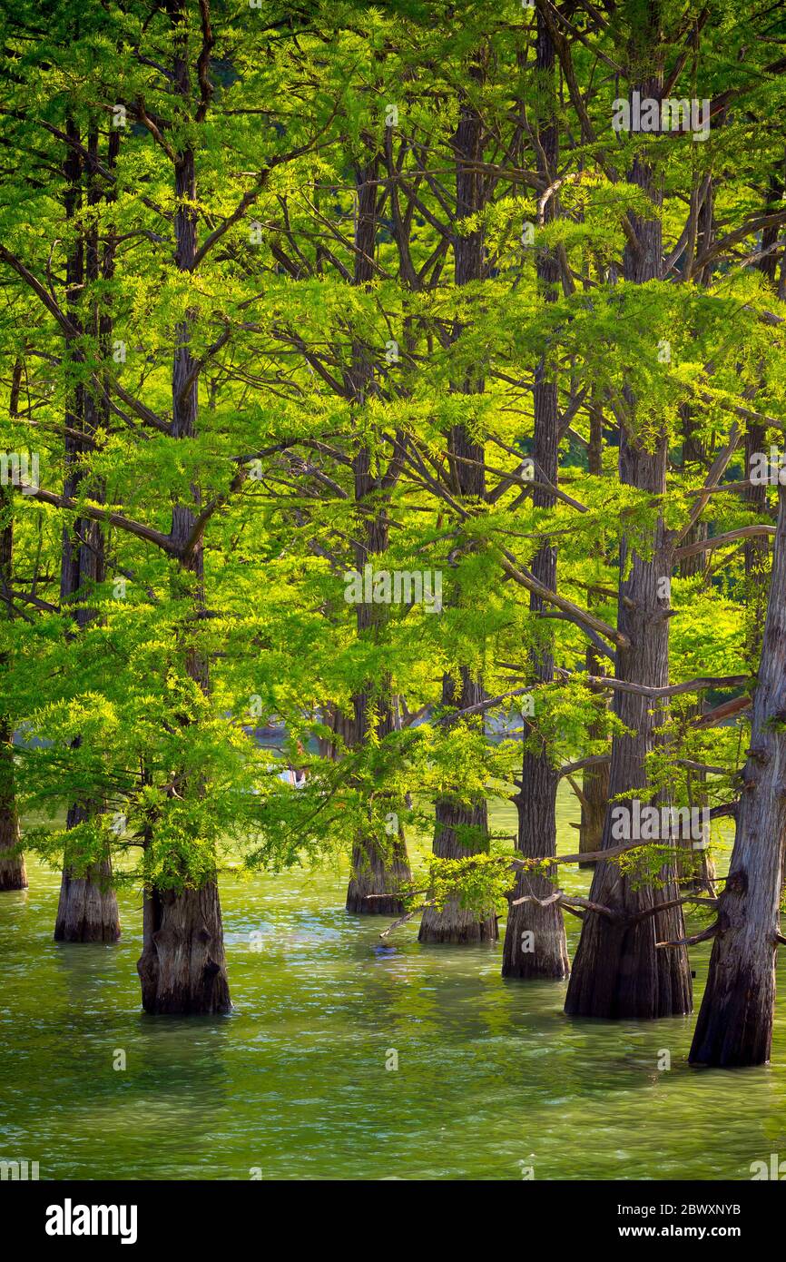 Trees standing in water hi-res stock photography and images - Alamy