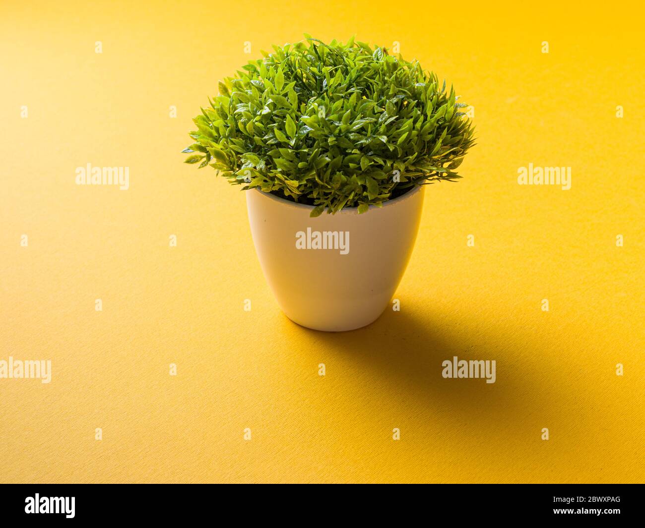 table plant isolated stock images. Stock Photo