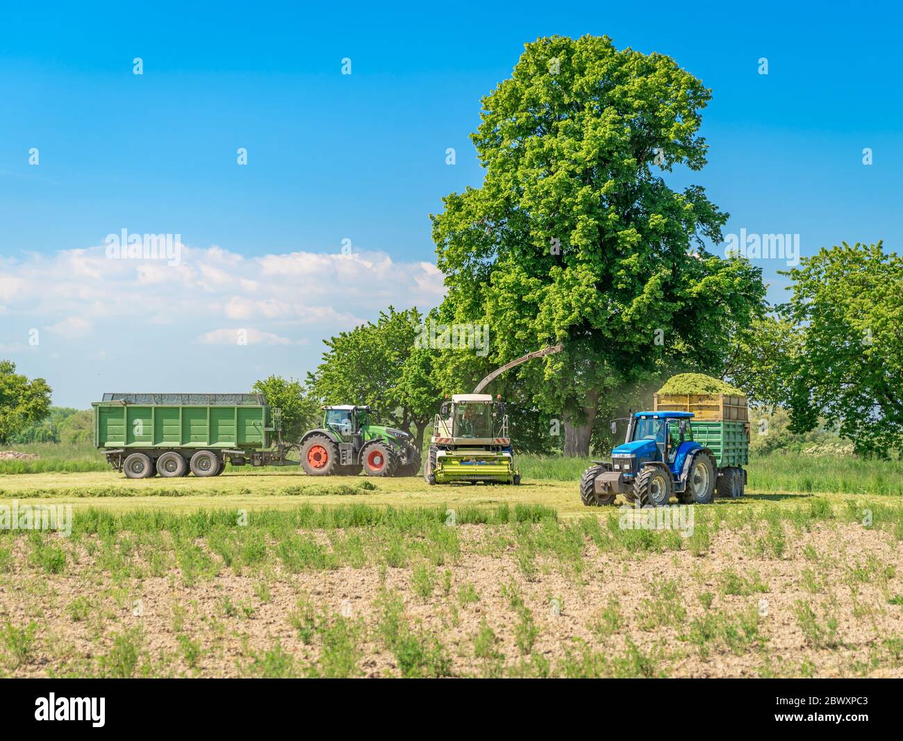 harvesting hay from the field with the help of a combine harvester and a tractor Stock Photo