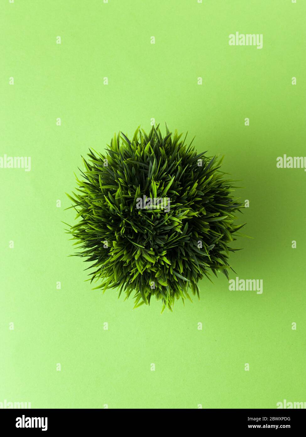 table plant isolated stock images. Stock Photo
