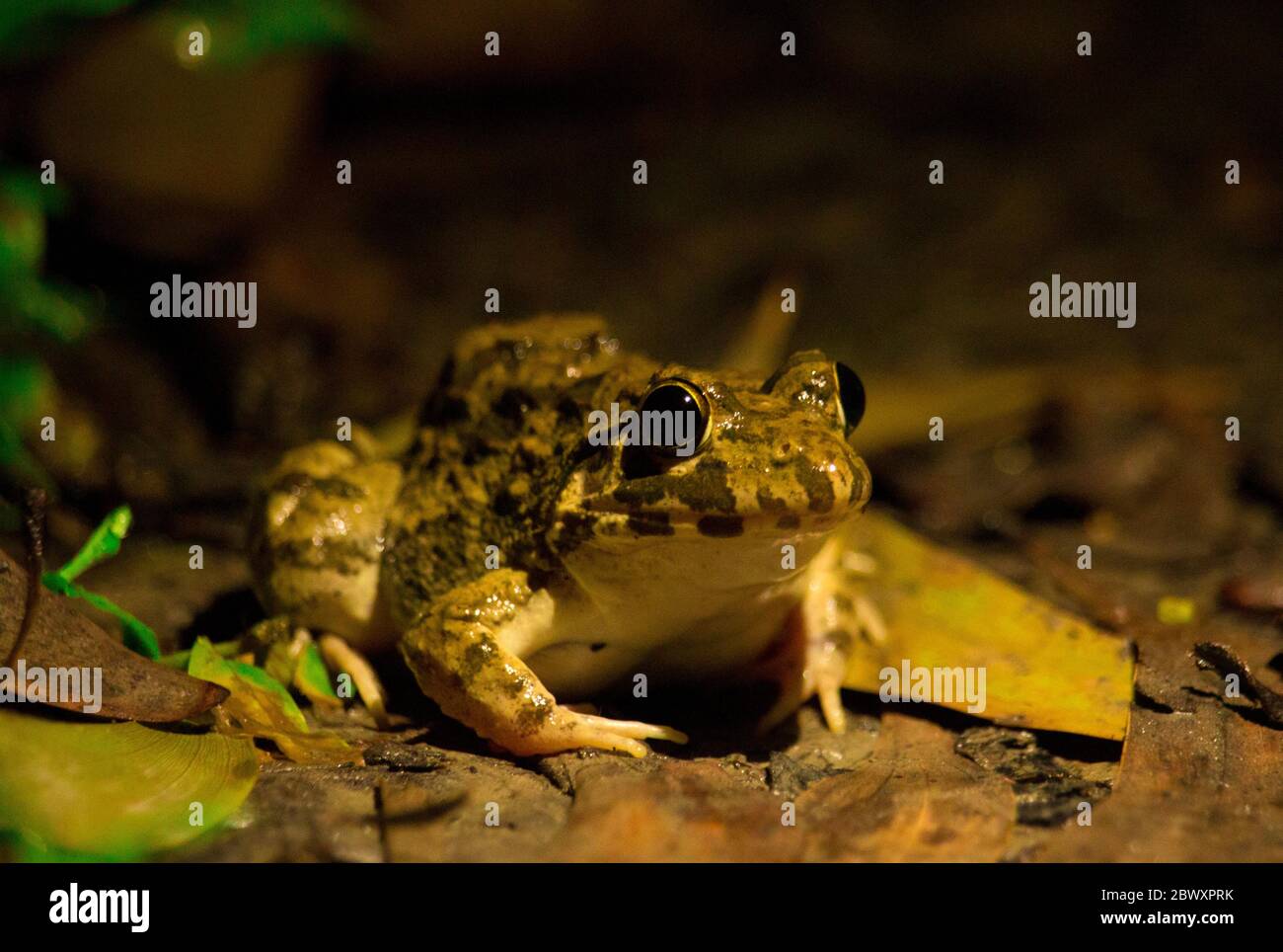 The scene of a frog in the dark night Stock Photo