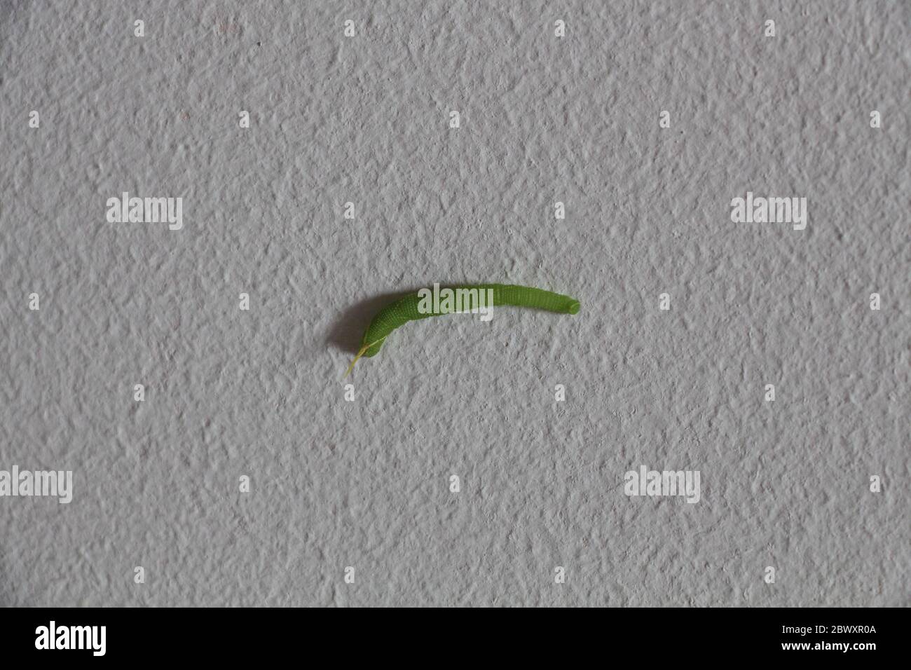 green caterpillar upon a wall Stock Photo