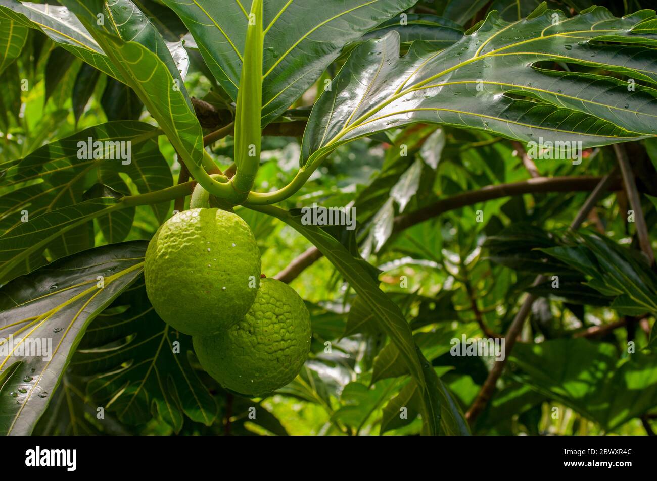 Close-up of a breadfruit tree in Roseau on the Caribbean island of