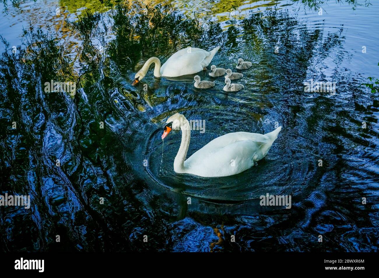 Mute swans with cygnets, Ambleside Park, West Vancouver, British Columbia, Canada Stock Photo