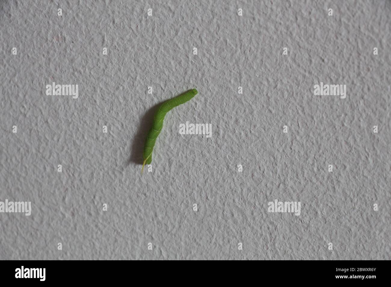 green caterpillar upon a wall Stock Photo