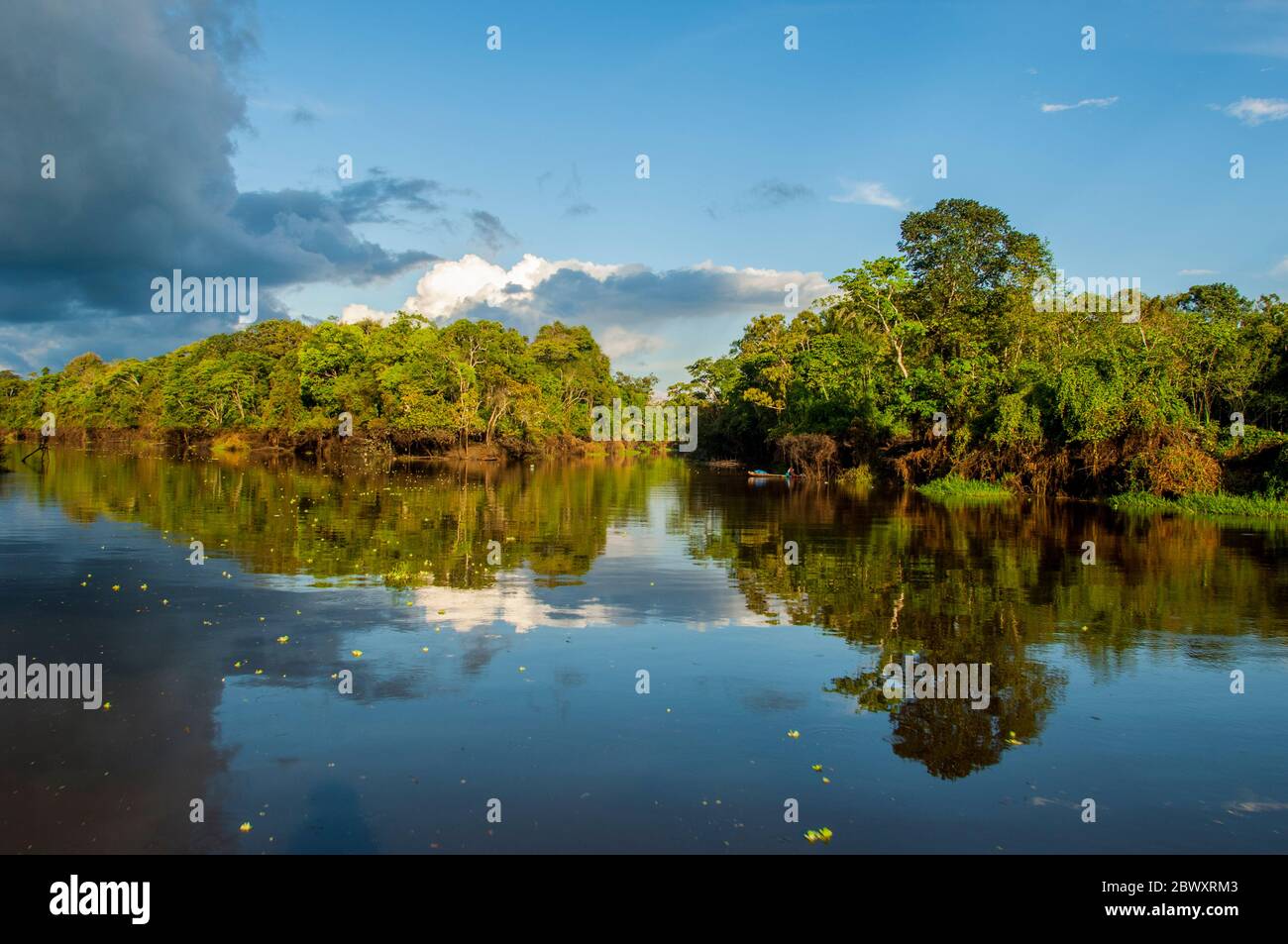 View of the rainforest reflecting in a small tributary of the Amazon