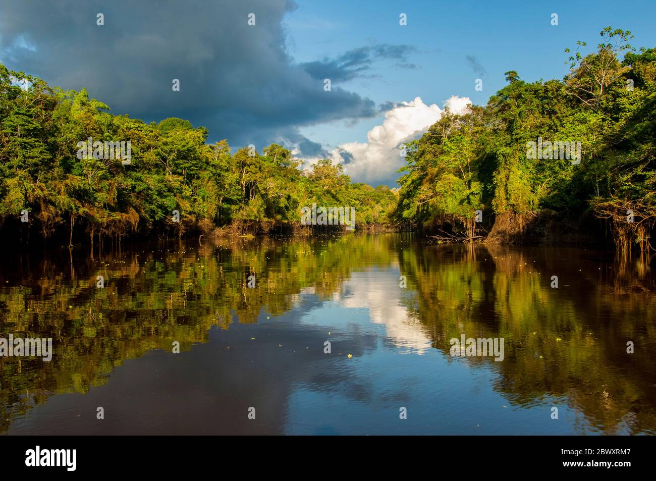 View of the rainforest reflecting in a small tributary of the Amazon
