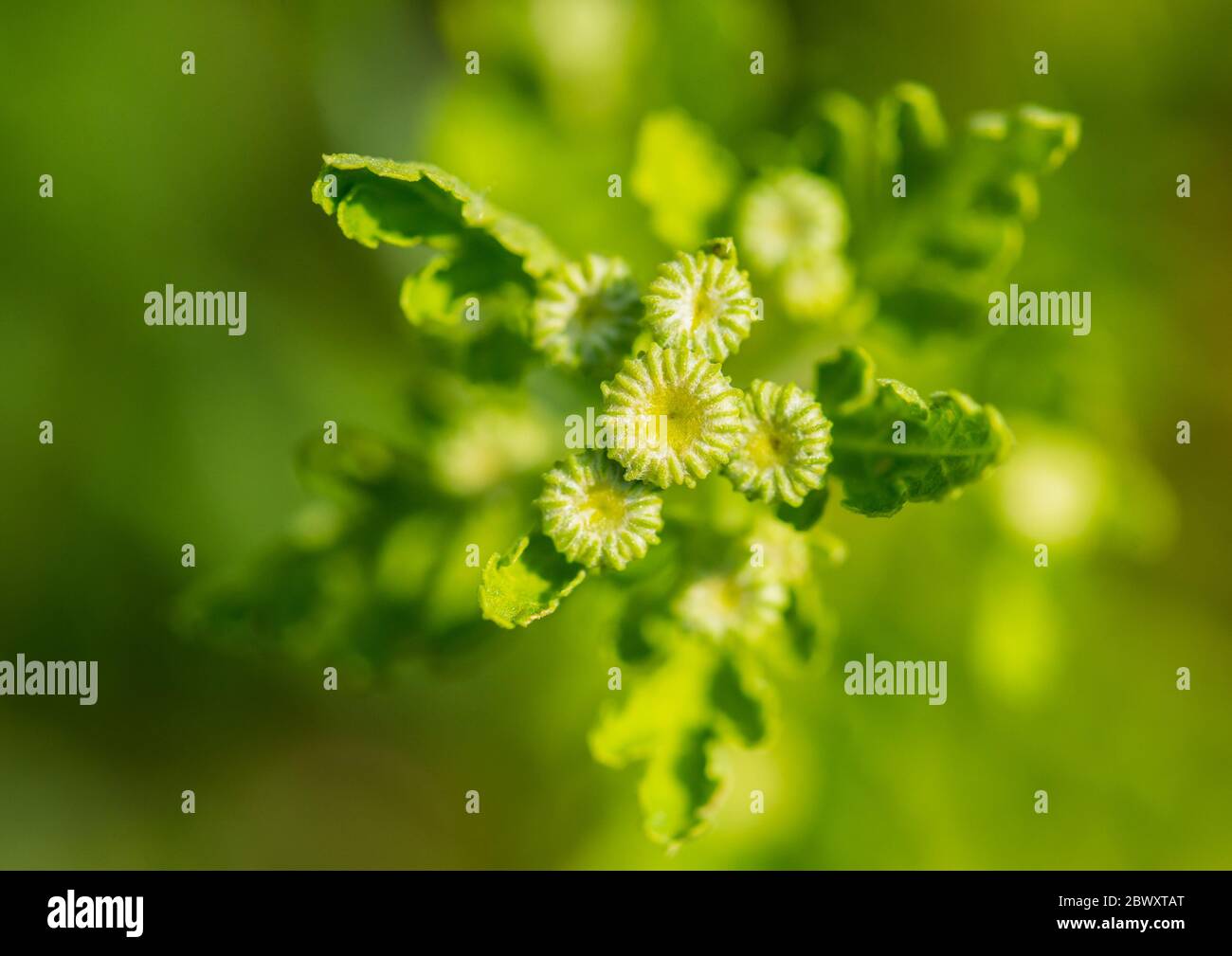 A macro shot of the flower buds of a feverfew plant. Stock Photo