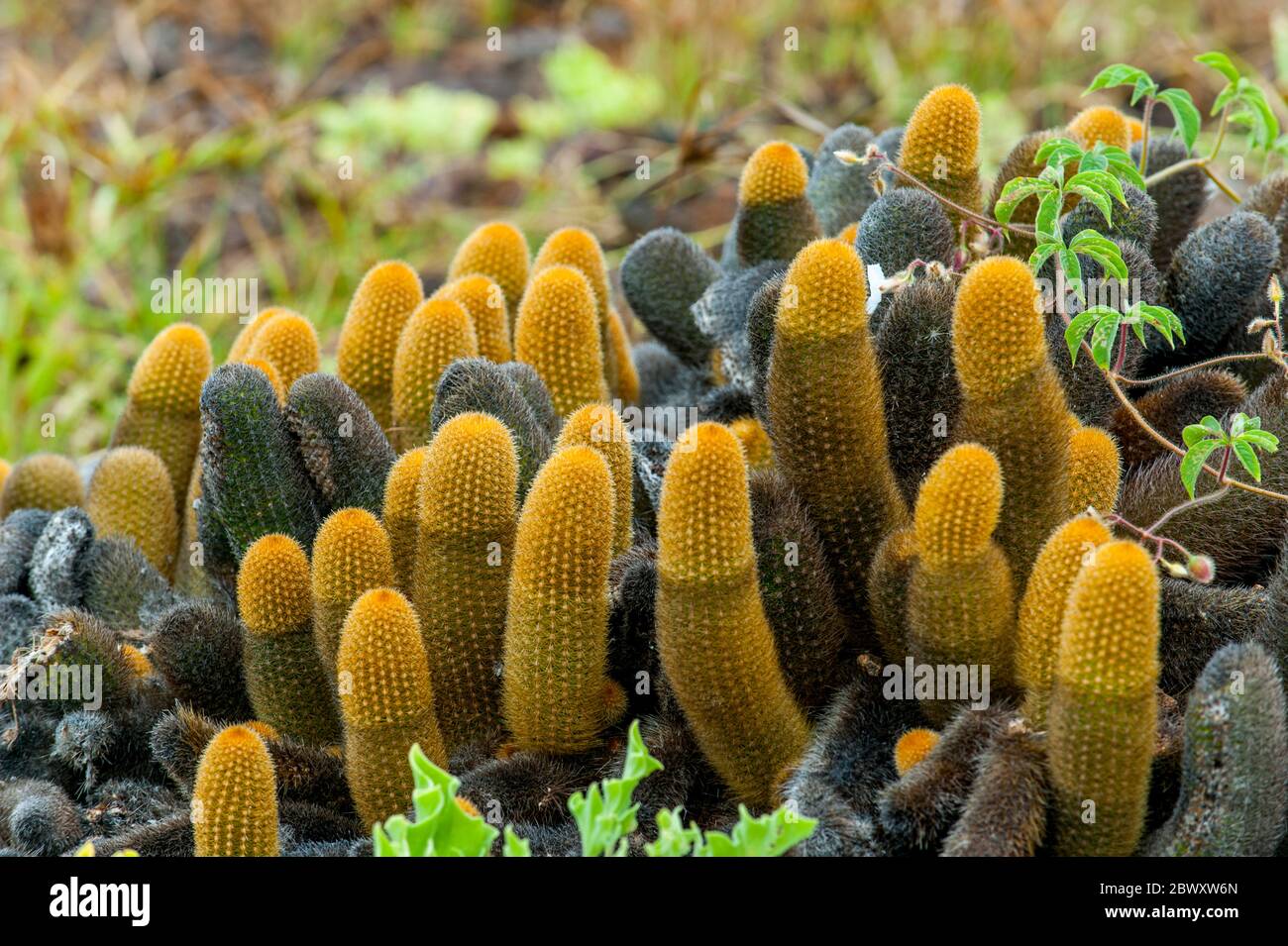 Lava galapagos plant plants hi-res stock photography and images - Alamy