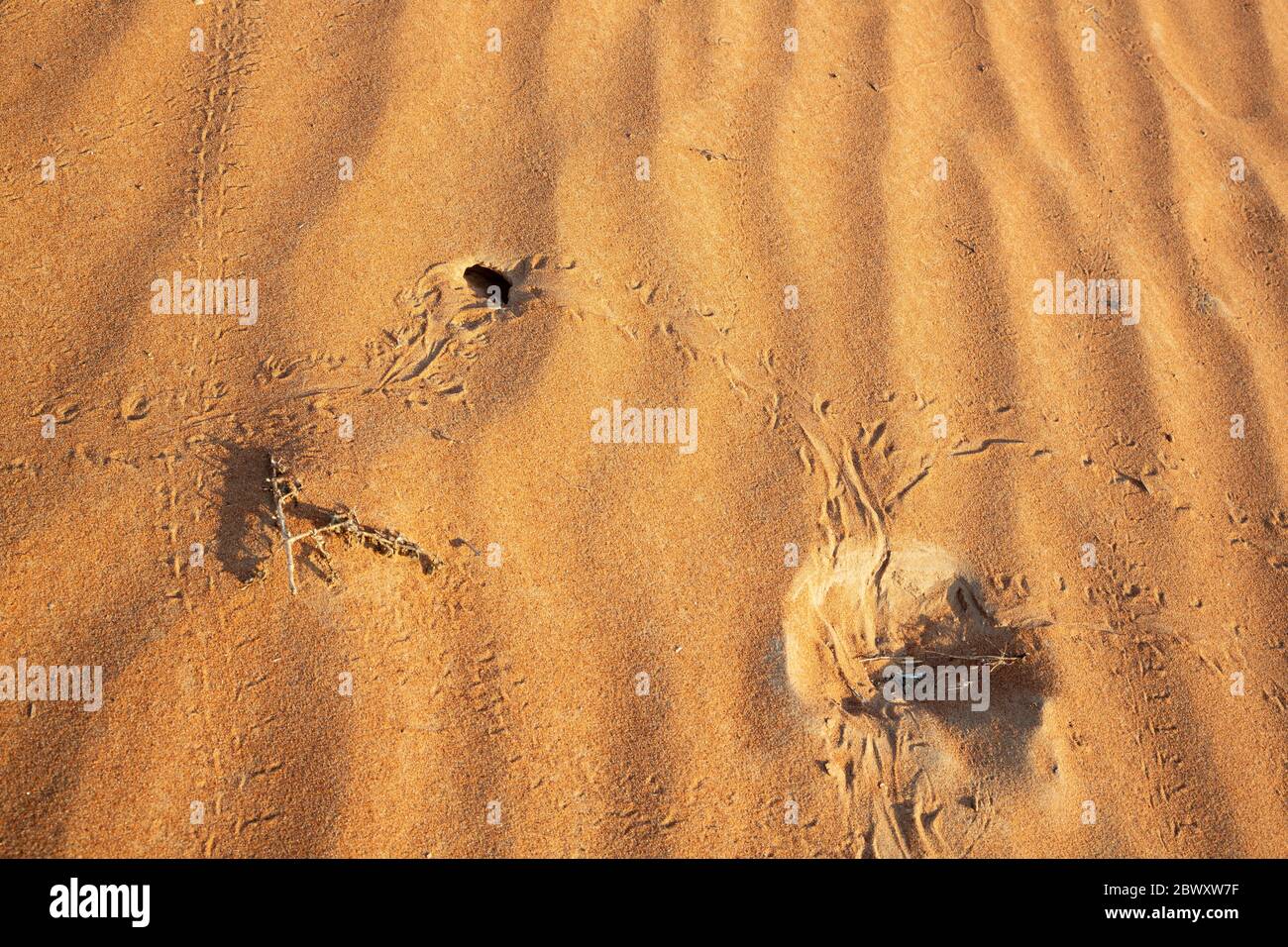 Lizard or insect tracks in sand dunes of Oman's Wahiba Sands desert Stock Photo