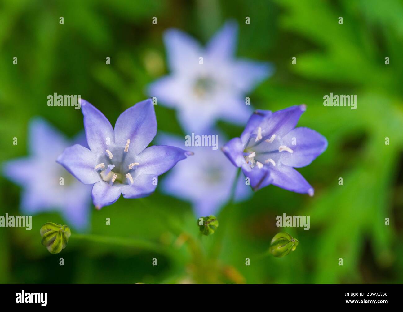 A macro shot of the flower of a grassnut plant. Stock Photo