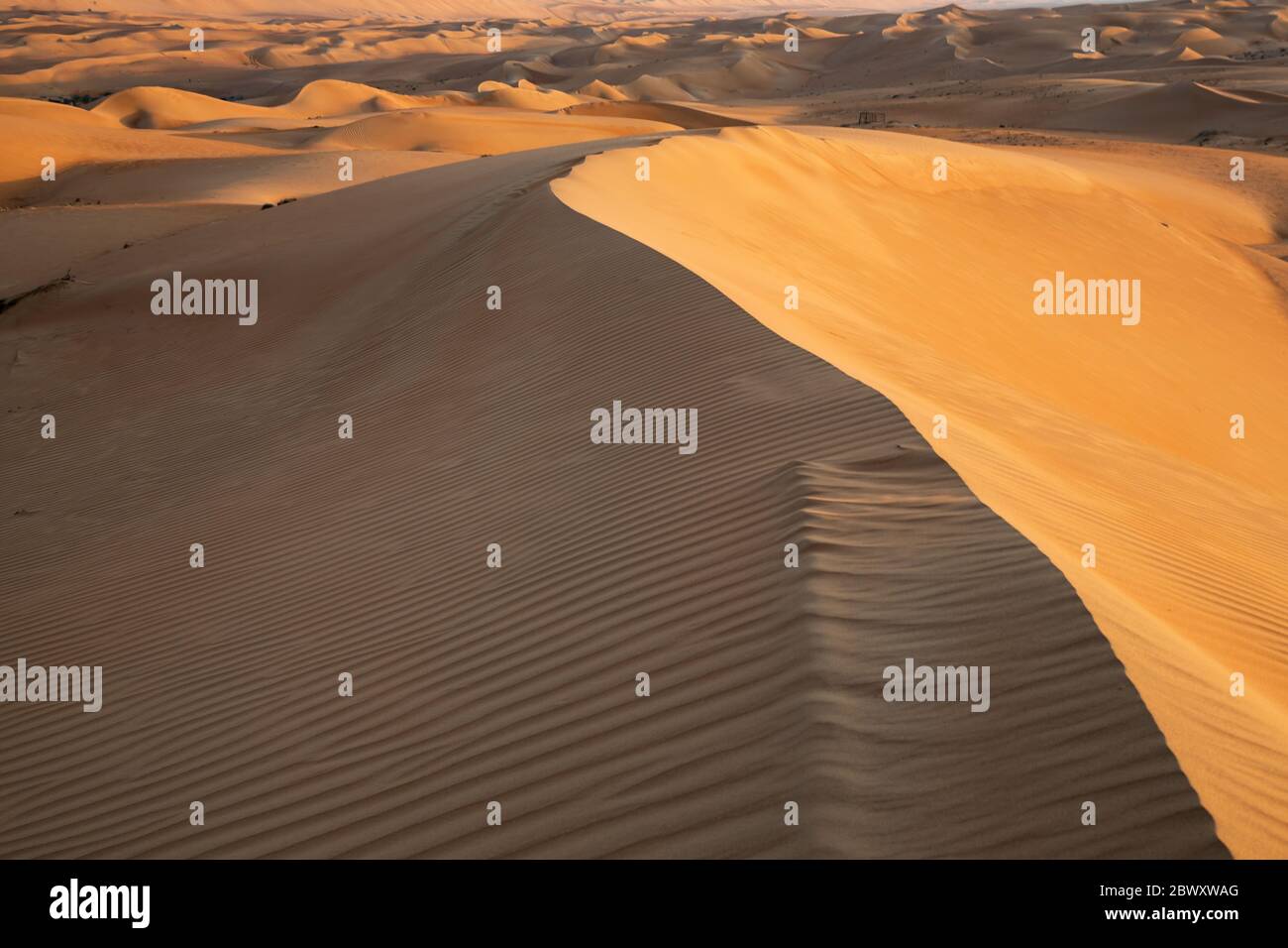 Contrast of dune crest in Wahiba Sands desert in Oman in warm late afternoon light Stock Photo