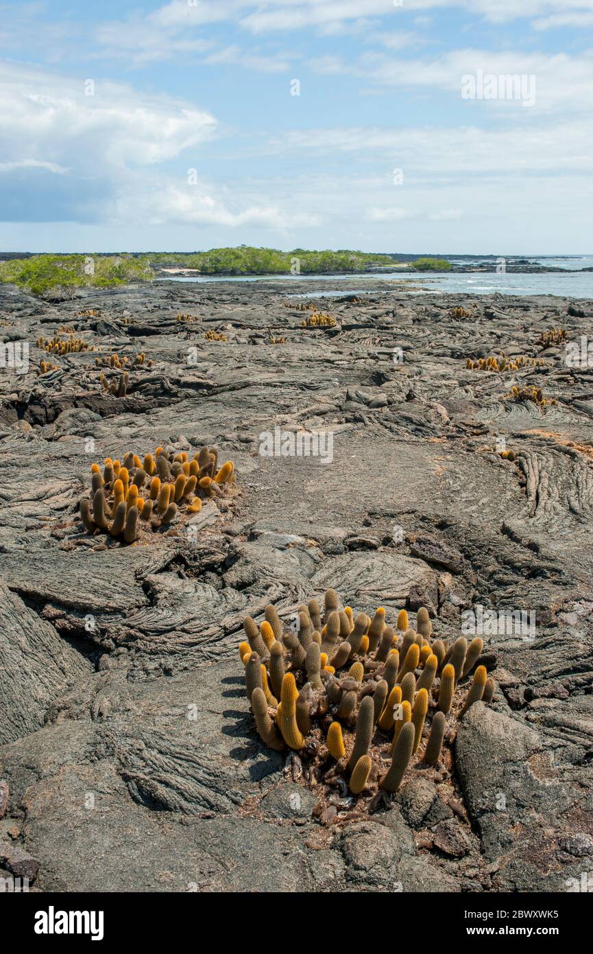 Lava cacti growing on lava rocks on Fernandina Island in the Galapagos Islands, Ecuador. Stock Photo
