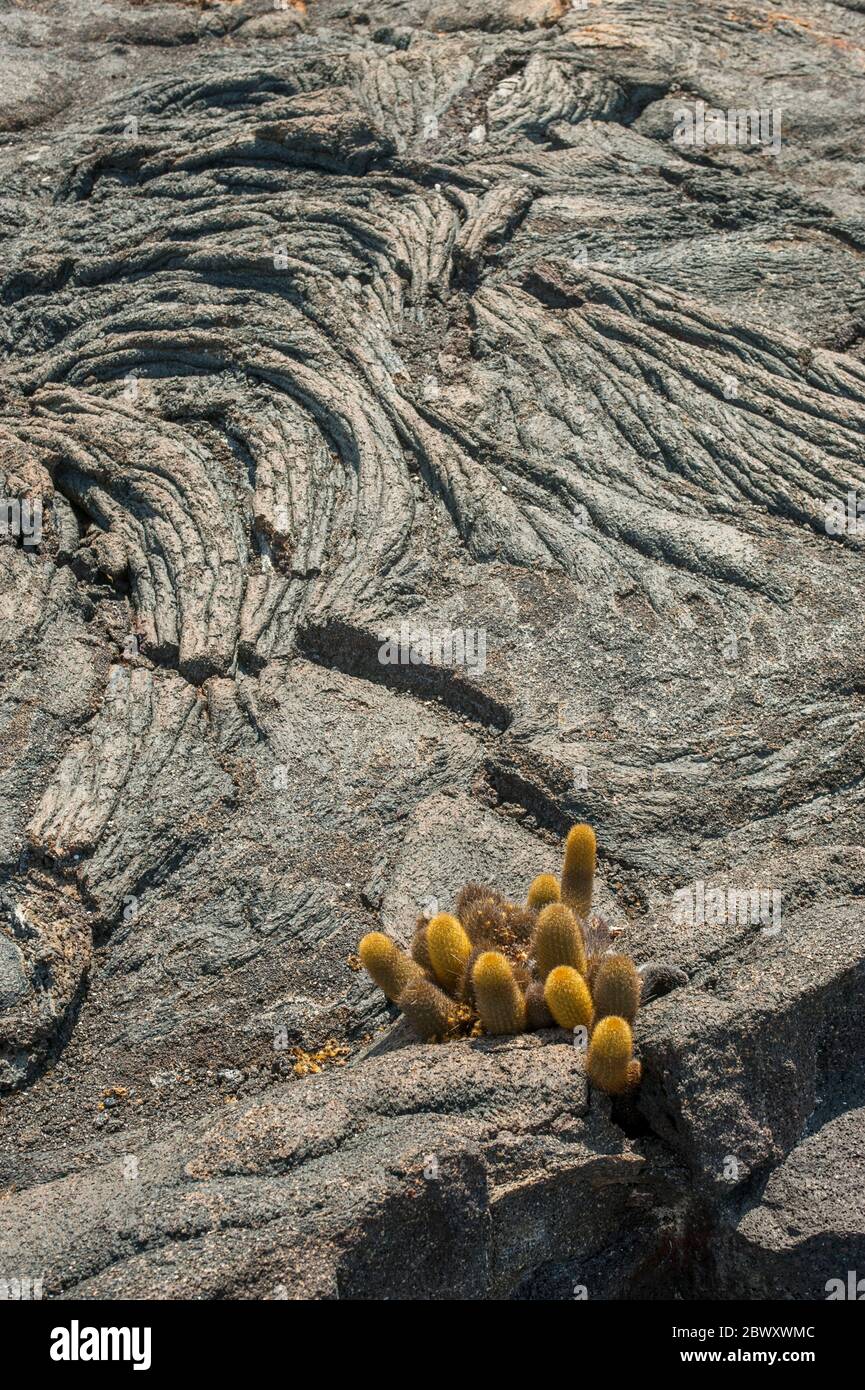 Lava cacti growing on lava rocks on Fernandina Island in the Galapagos Islands, Ecuador. Stock Photo