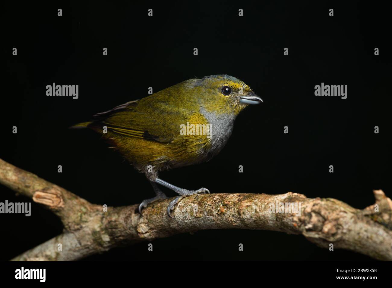 A female Chestnut-bellied Euphonia (Euphonia pectoralis) from the Atlantic Rainforest of SE Brazil Stock Photo