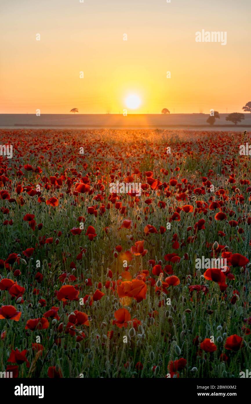 Poppies meadow during spring hi-res stock photography and images - Alamy