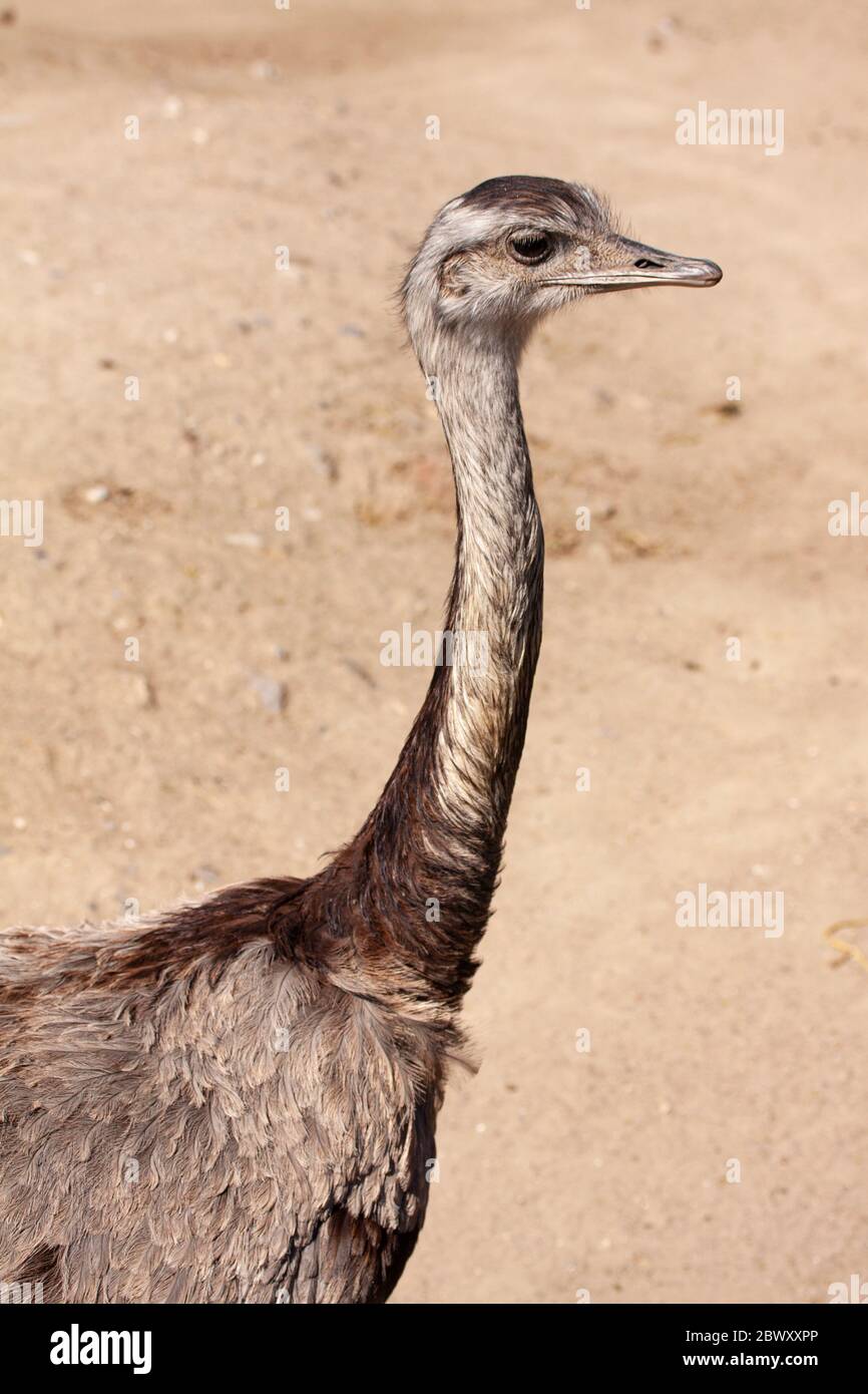 Nandu or Rheas native to South America, distantly related to the ostrich and emu. Close up image of head and neck with blurred savannah background. Stock Photo
