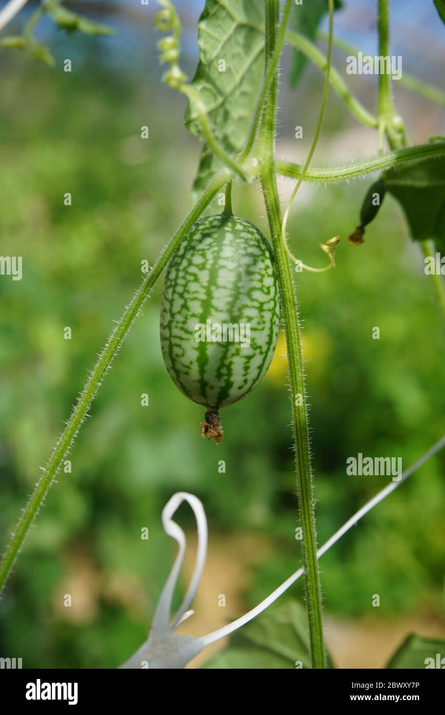 Baby cucumber in the early days of its growth at an organic farm in Colorado. Stock Photo