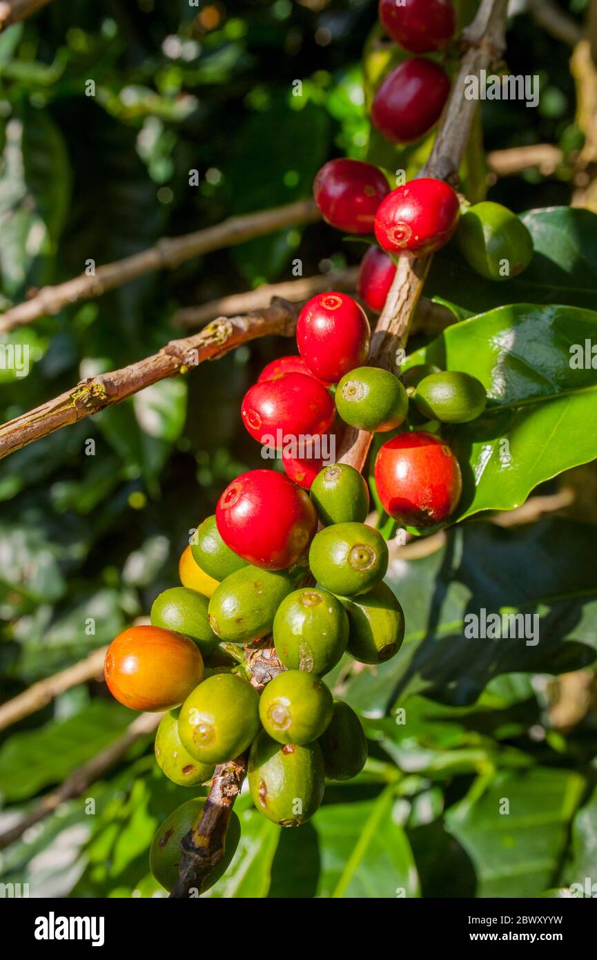 Red coffee fruits ripening on a bush at the Doka Estate coffee