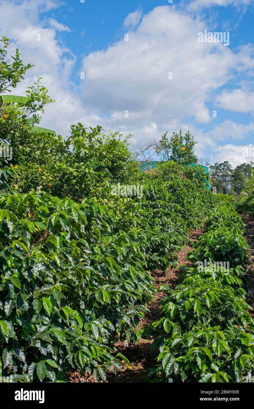 Coffee trees at the Doka Estate coffee plantation in Alajuela in Costa