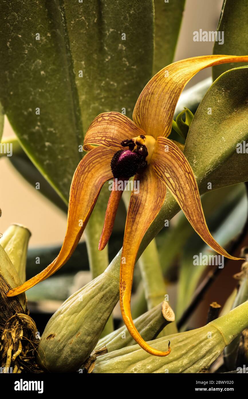 Hedgehog-shaped Lip Bulbophyllum (Bulbophyllum echinolabium 'Tails' x B. echinolabium 'Dark Star') Stock Photo