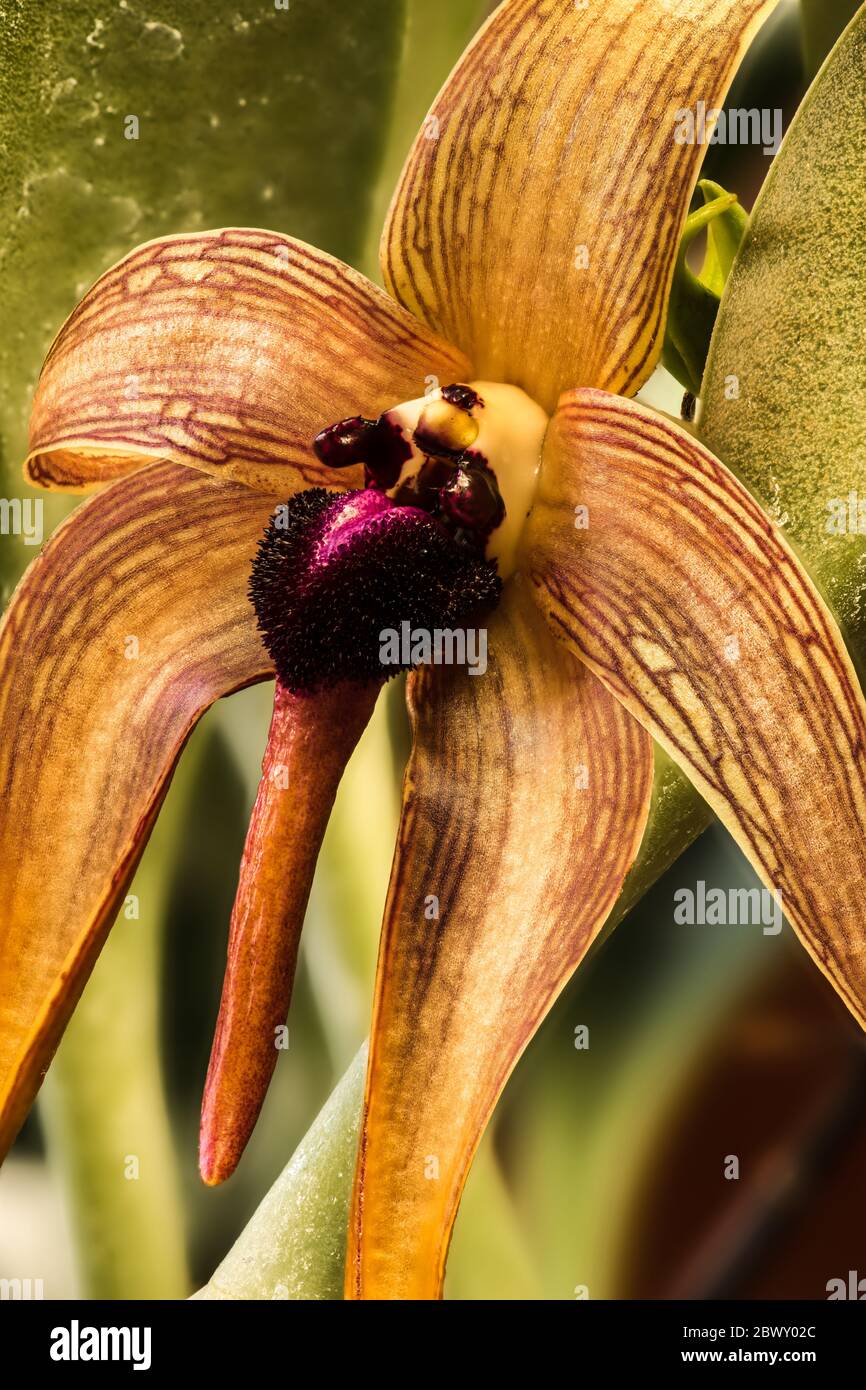 Hedgehog-shaped Lip Bulbophyllum (Bulbophyllum echinolabium 'Tails' x B. echinolabium 'Dark Star') Stock Photo