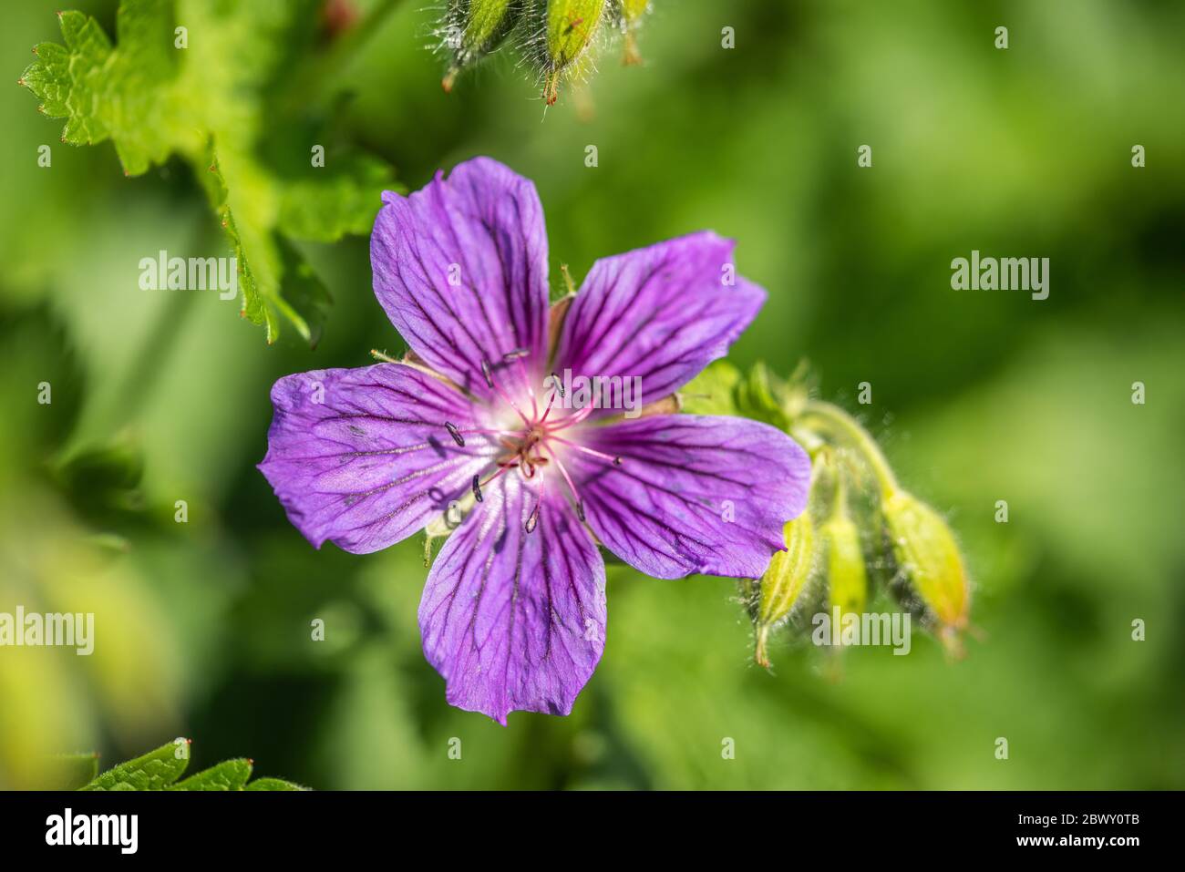 Close up of a pink Geranium maculatum flower in Southern England, UK Stock Photo