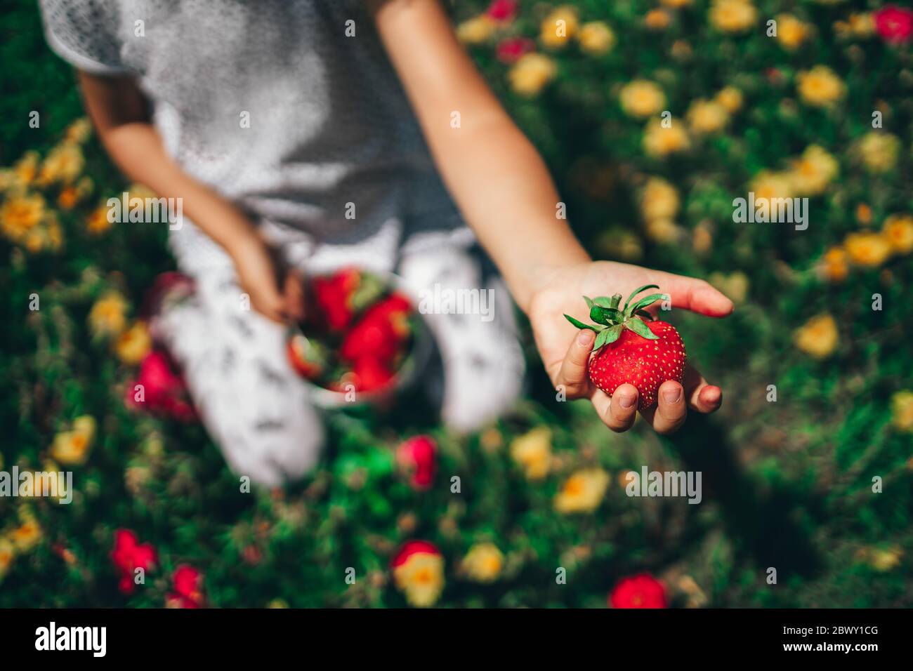 Little girl picking strawberry on a farm field. Strawberry in a kid ...