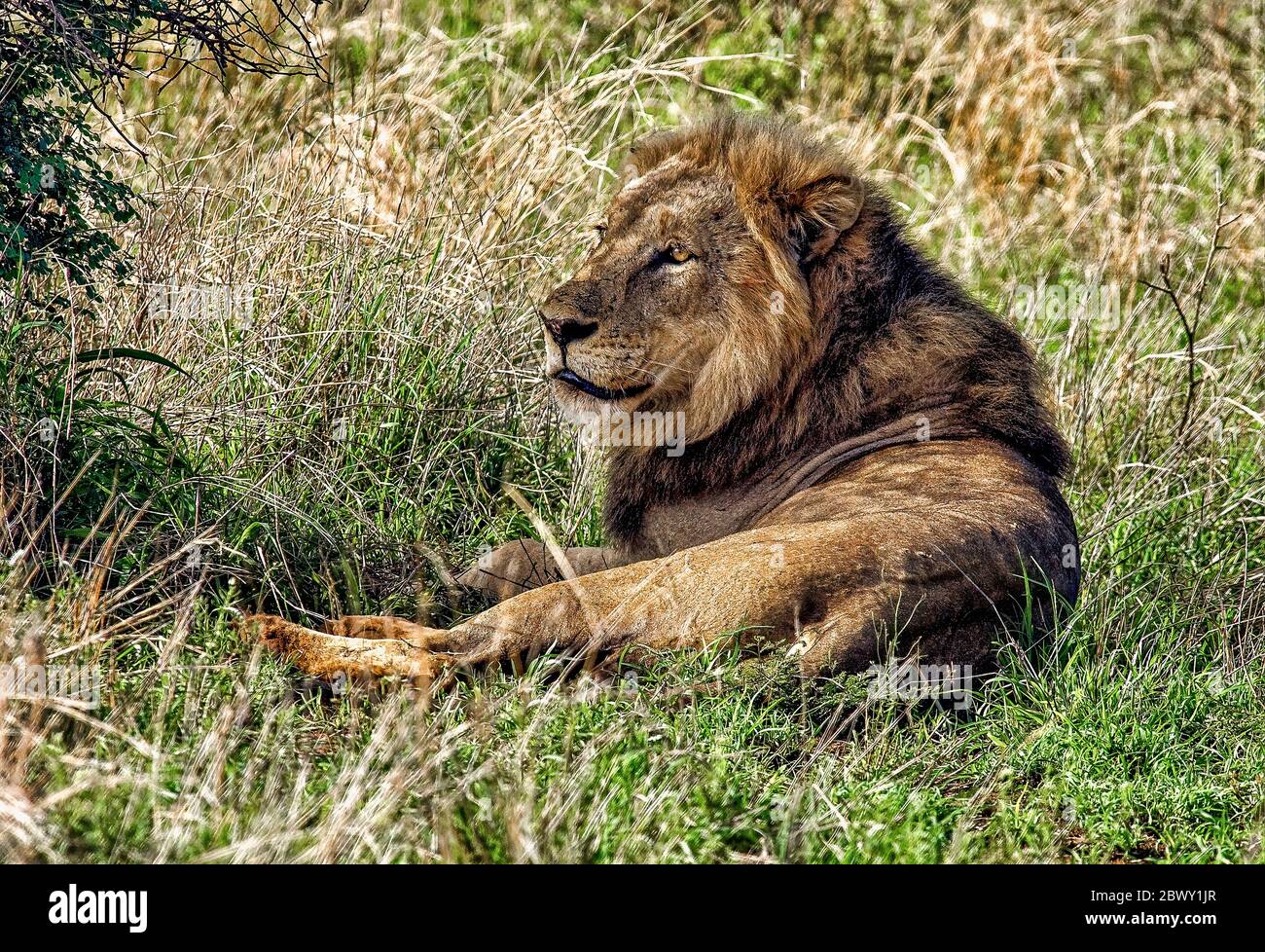 Male south african lion hi-res stock photography and images - Alamy